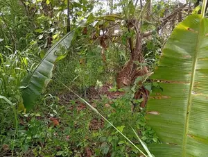 66 Perches Land for Sale in Narammala