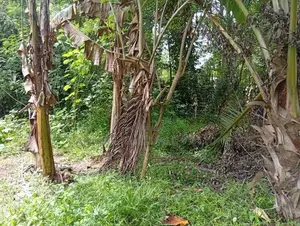 66 Perches Land for Sale in Narammala