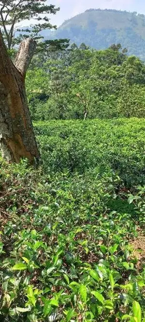 5 Acre Land for Sale Near Nawalapitiya, Nuwara Eliya