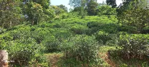 5 Acre Land for Sale Near Nawalapitiya, Nuwara Eliya