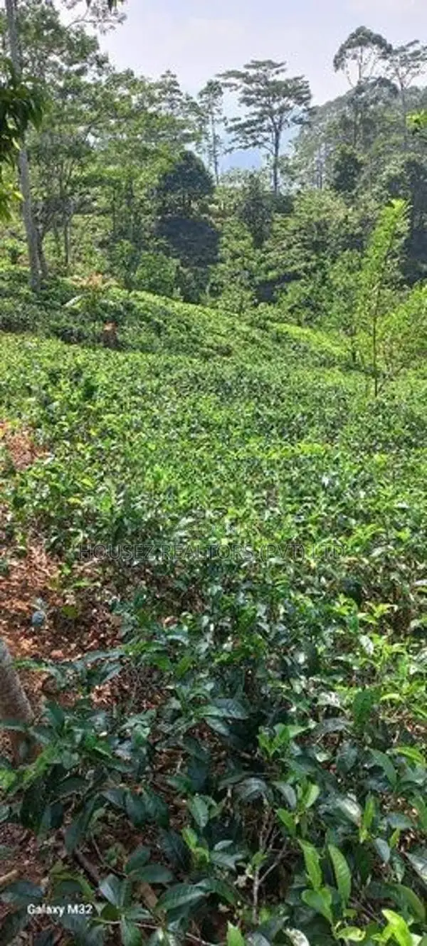 5 Acre Land for Sale Near Nawalapitiya, Nuwara Eliya