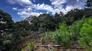 100 Acres Land for Sale in Lunugala