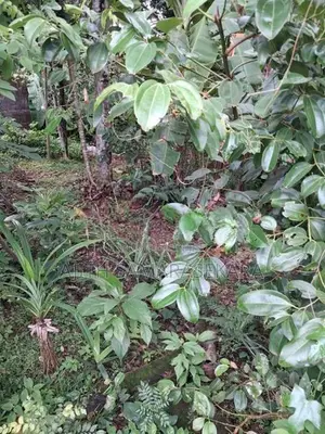 7.5 P Land Close to Highleval at Godagama