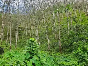 35 Acre Main-Road Frontage Rubber Estate for Sale in Yatiyantota