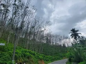 35 Acre Main-Road Frontage Rubber Estate for Sale in Yatiyantota