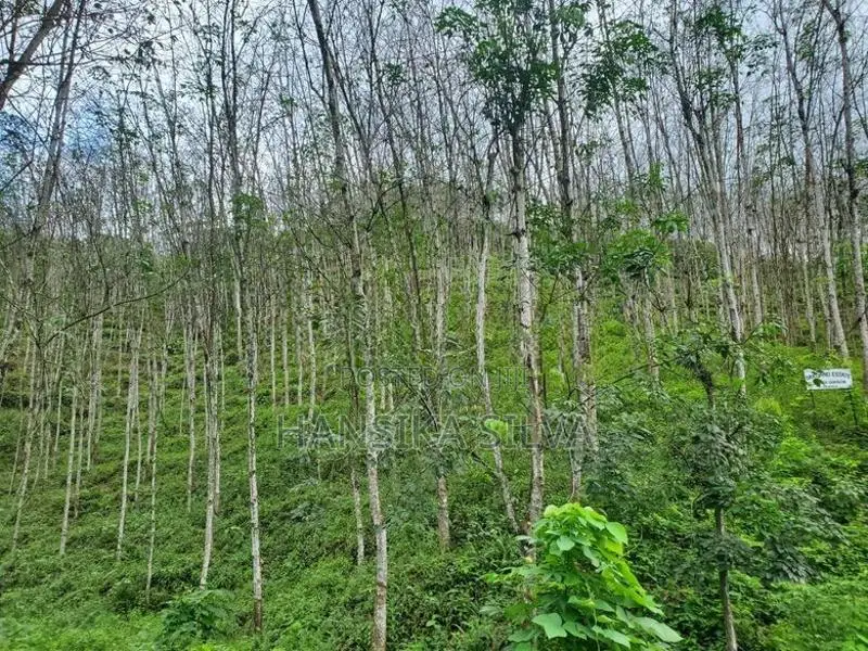35 Acre Main-Road Frontage Rubber Estate for Sale in Yatiyantota