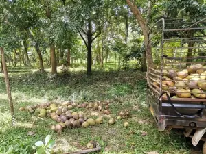 7-Acre Coconut Paddy Estate for Lease – Nittabuwa