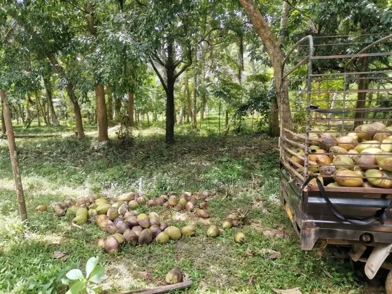 7-Acre Coconut Paddy Estate for Lease – Nittabuwa