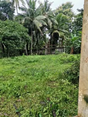 7-Acre Coconut Paddy Estate for Lease – Nittabuwa