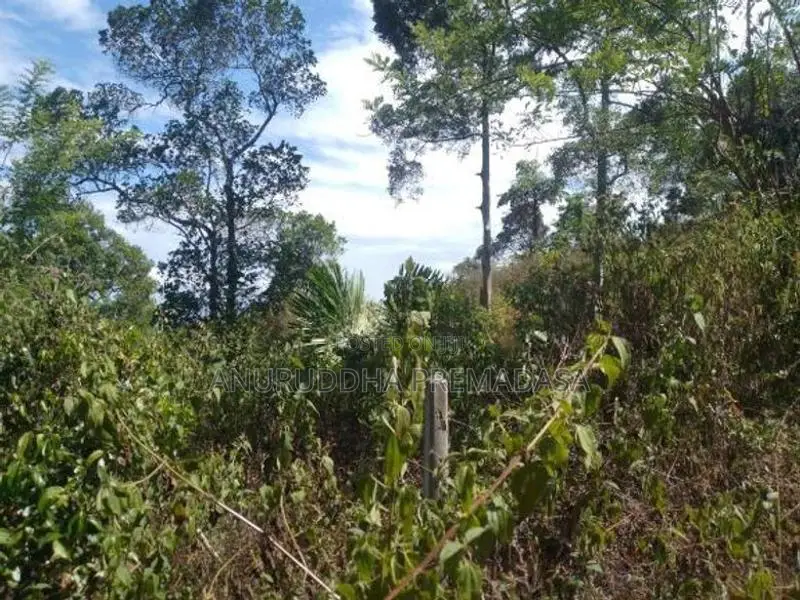 Land for Sale - Haldummulla