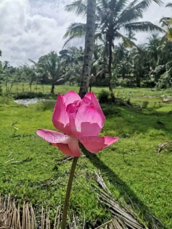 7-Acre Coconut Paddy Estate for Lease – Nittabuwa