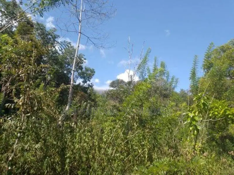 Land for Sale - Haldummulla