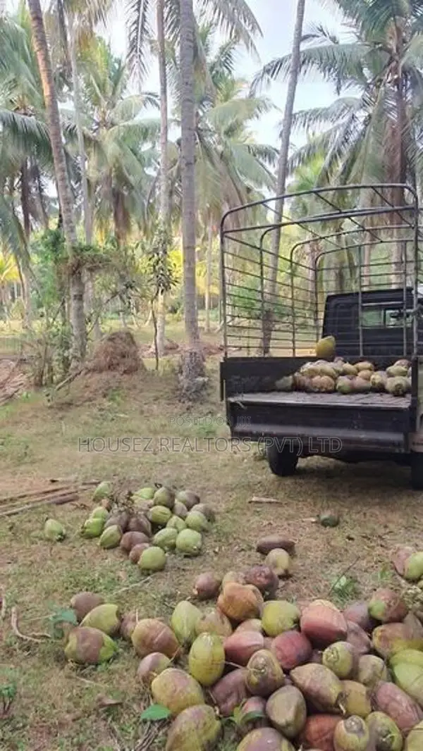 7-Acre Coconut Paddy Estate for Lease – Nittabuwa