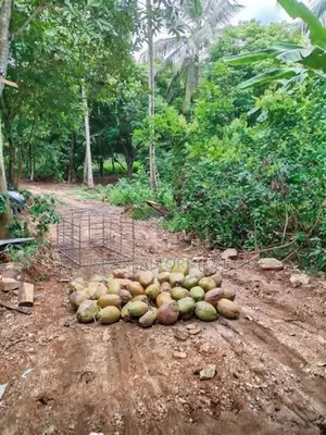 7-Acre Coconut Paddy Estate for Lease – Nittabuwa