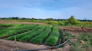 20-Acre Agricultural Land for Sale – Vilachchiya, Anuradhapura