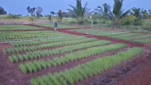 20-Acre Agricultural Land for Sale – Vilachchiya, Anuradhapura