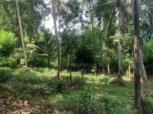 Land For Sale In Pelmadulla