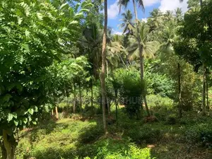 Land For Sale In Pelmadulla