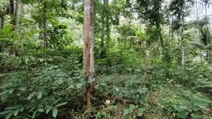 118 perches ඉඩමක් විකිණීමට - රබුක්කන