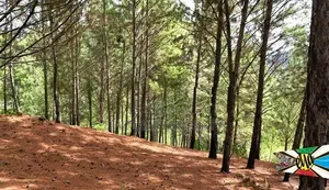 Natural Land Plots for Sale in Ella