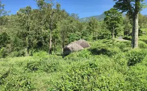 Land for Sale in Haputale