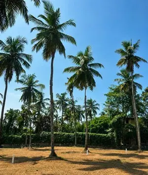 Land for Sale - Ja Ela