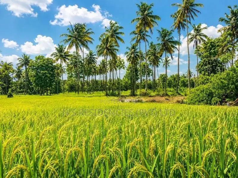 Paddy Field Face Land For Sale in Padeniya,Wariyapola - M13