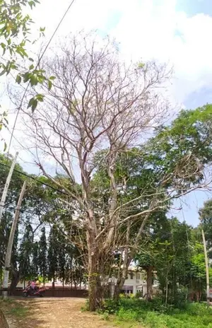 කතරගම නගරයට කිලෝමීටරයක් දුරින් පර්චස් 40ක ඉඩමක් විකිණීමට