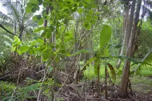 House with Land Sale Kurunegala Wariyapola