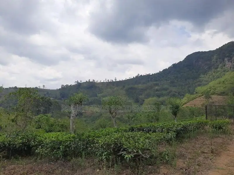 Land for Sale in Pundaluoya