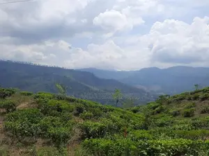 Land for Sale in Pundaluoya