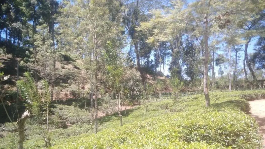 Land for Sale in Pussellawa