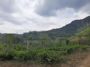 Mountain view Land for sale in Pundaluoya