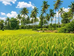 Padeniya Town Residential Land Plots.. ( S )