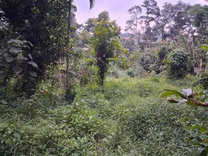 Land with House for Sale Digana