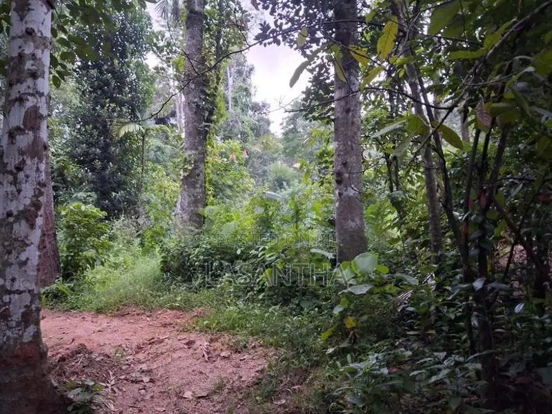 Land with House for Sale Digana