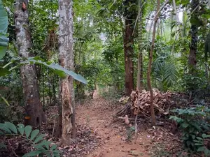 Land with House for Sale Digana