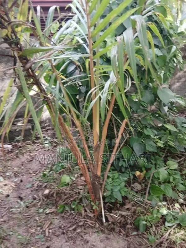Land for Sale in Gampaha