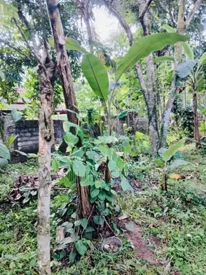 Land for Sale in Gampaha