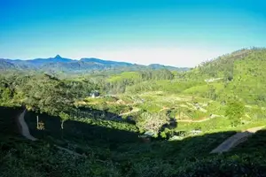 Land for Sale in Hatton