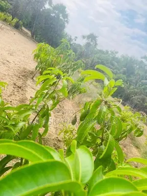 உறுதி காணி விற்பனைக்கு Kodikamam