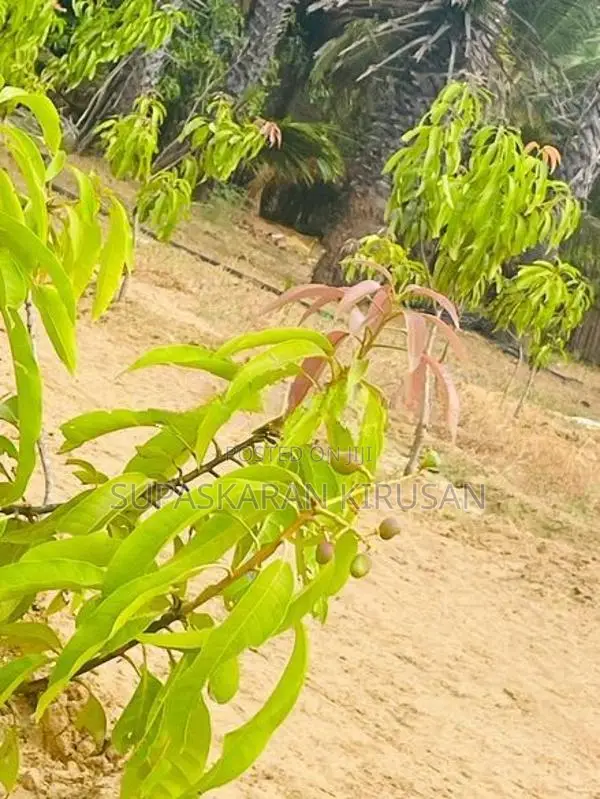 உறுதி காணி விற்பனைக்கு Kodikamam