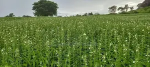 Land for Sale Hadapanagala