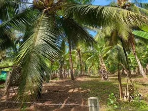 නිට්ටඹුව – වතුපිටිවල පර්චස් 35 ඉඩමක්