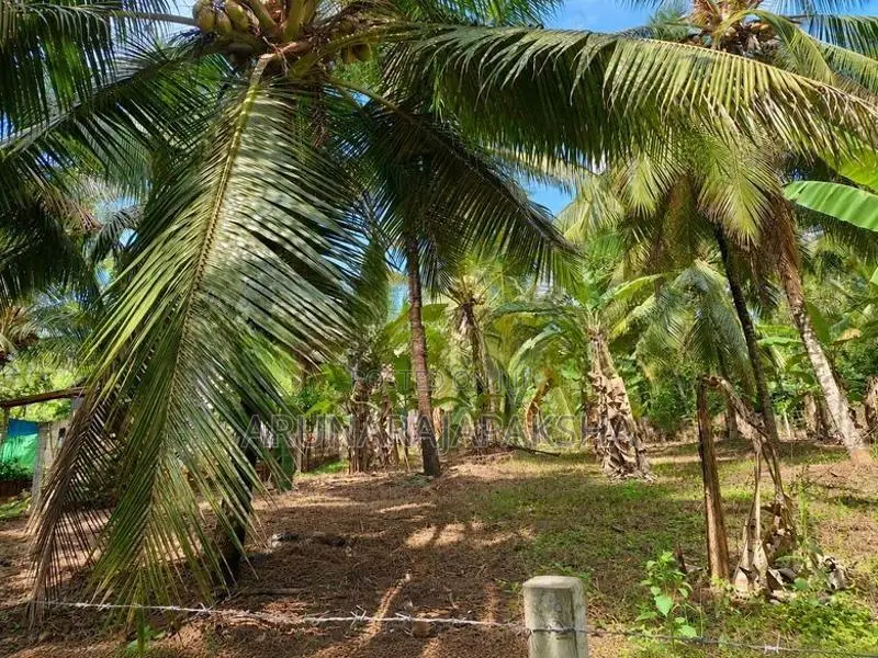 නිට්ටඹුව – වතුපිටිවල පර්චස් 35 ඉඩමක්