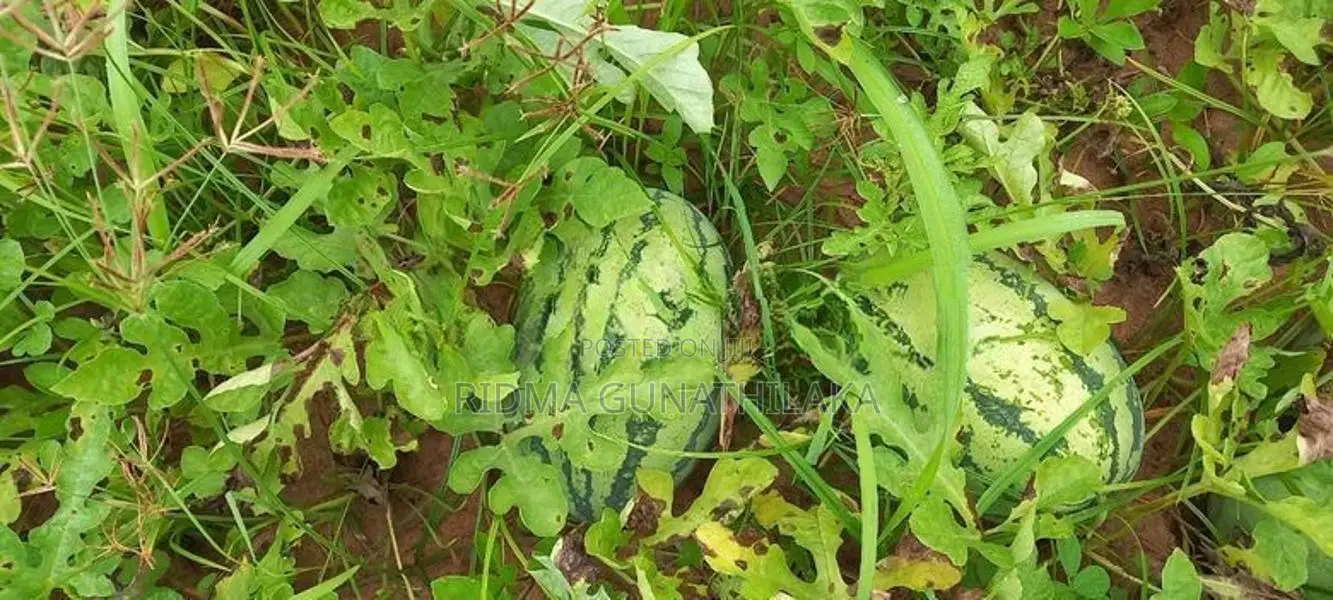 Land for Sale Hadapanagala