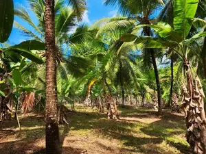 නිට්ටඹුව – වතුපිටිවල පර්චස් 35 ඉඩමක්