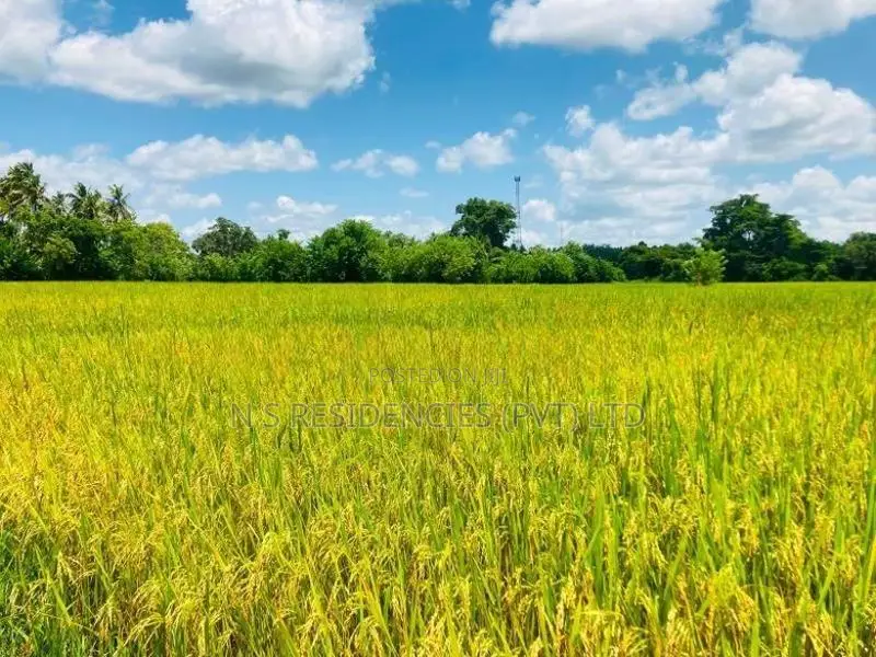Padeniya Residential Land Plots