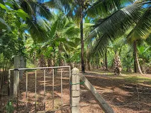 නිට්ටඹුව – වතුපිටිවල පර්චස් 35 ඉඩමක්