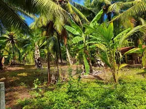 නිට්ටඹුව – වතුපිටිවල පර්චස් 35 ඉඩමක්